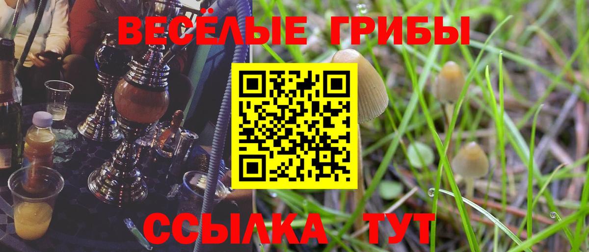 Псилоцибиновые грибы Psilocybe  Вход с VPN  наркошоп  Асино  Псилоцибиновые грибы Psilocybe 